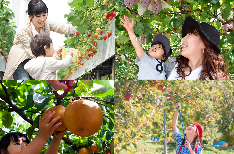 収穫体験
