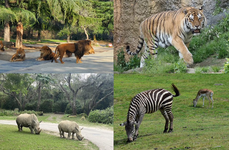 サファリパーク